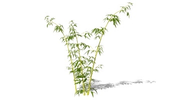 景观竹子植物模型 (37)