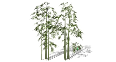 景观竹子植物模型 (38)