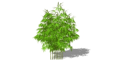 景观竹子植物模型 (48)