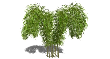景观竹子植物模型 (49)