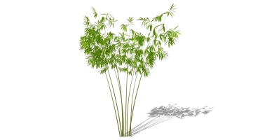 景观竹子植物模型 (50)