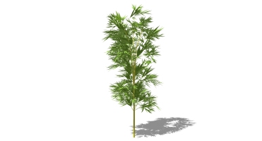 景观竹子植物模型 (51)