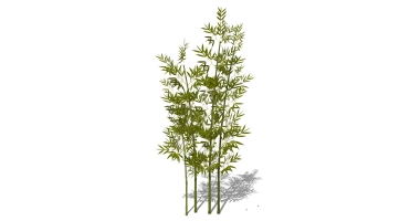 景观竹子植物模型 (52)