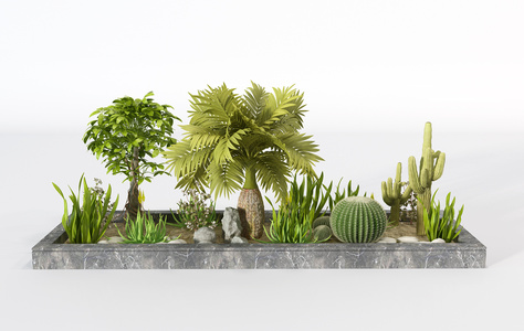 园林植物花池仙人掌球小品