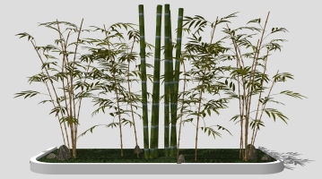 3现代室外景观植物 竹子，竹竿 