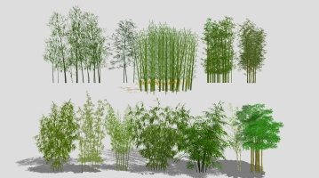  現代竹子植物 ，竹子，竹林