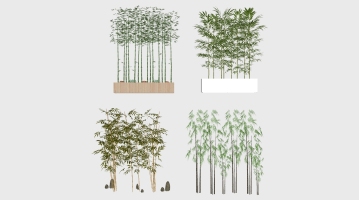  新中式景觀植物竹子，