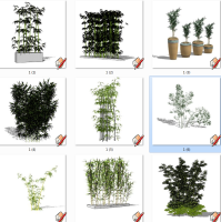  現代竹子植物