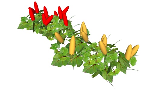  蔬菜食物辣椒组合】