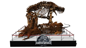  现代恐龙博物馆骨架，展台，化石-