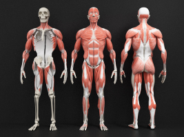 03-8-11现代医用人体肌肉构造，医疗器材