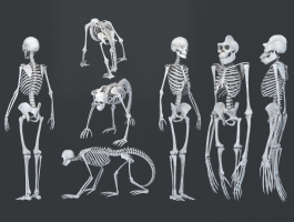 人類猩猩猿猴骨架，人體骨骼醫療器材設備