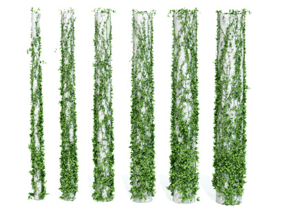 现代爬山虎藤蔓