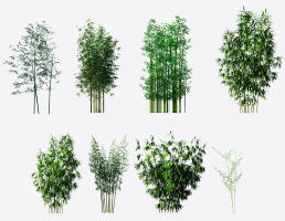 現代綠植竹子