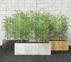 现代室外竹子盆栽,