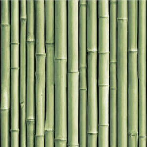 现代白桦林壁纸壁布 (1)