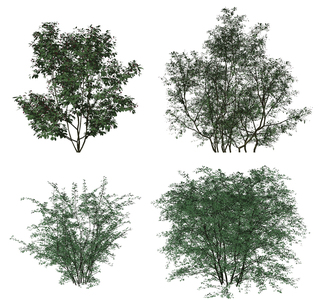 现代绿植灌木