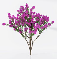 现代紫薇树