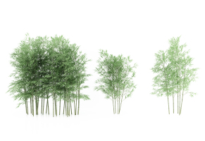 现代竹子,植物