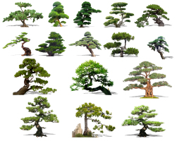 中式造型松树，迎客松，松树，