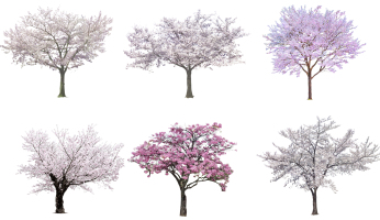 14现代樱花树，梅花树