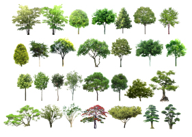 現代景觀樹,松樹柳樹松柏樹二維模型 
