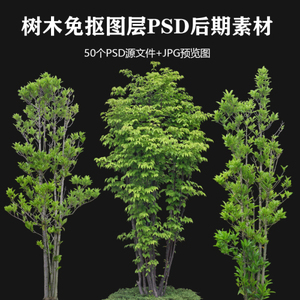 高清-乔木植物,树，竹子，松树psd phg免扣PSD素材