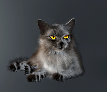 现代宠物猫