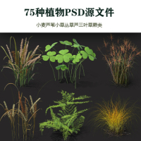 小麦芦苇小草丛草芦三叶草蕨类75种植物PSD源文件(带影子)有png