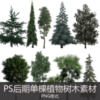 07-ps后期松樹柏樹植物樹木素材 PNG格式樹木素材