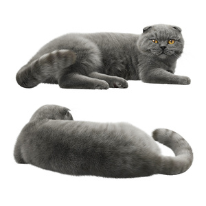 宠物猫，小猫，猫咪