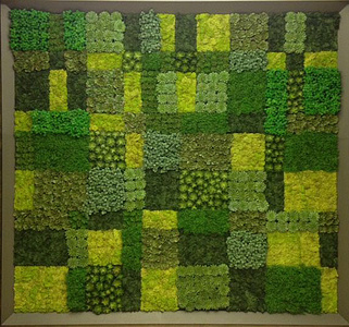 绿植墙植物墙苔藓墙 (16)