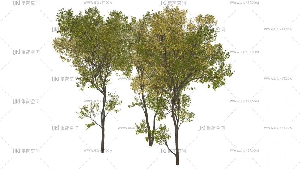 10-银白槭_景观树_大树su模型