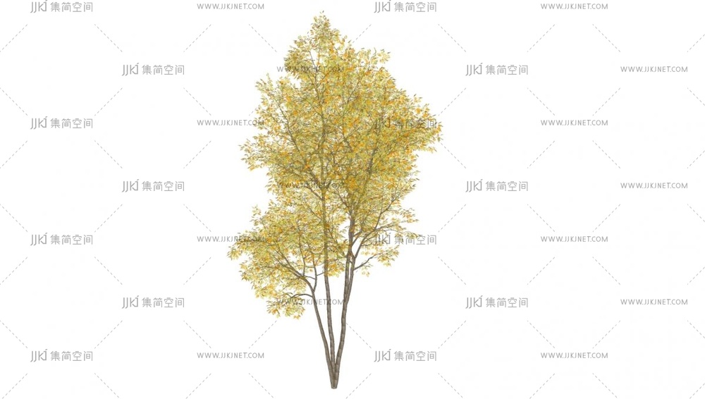 02-银杏树_景观树_乔木_秋天树_黄色树su模型