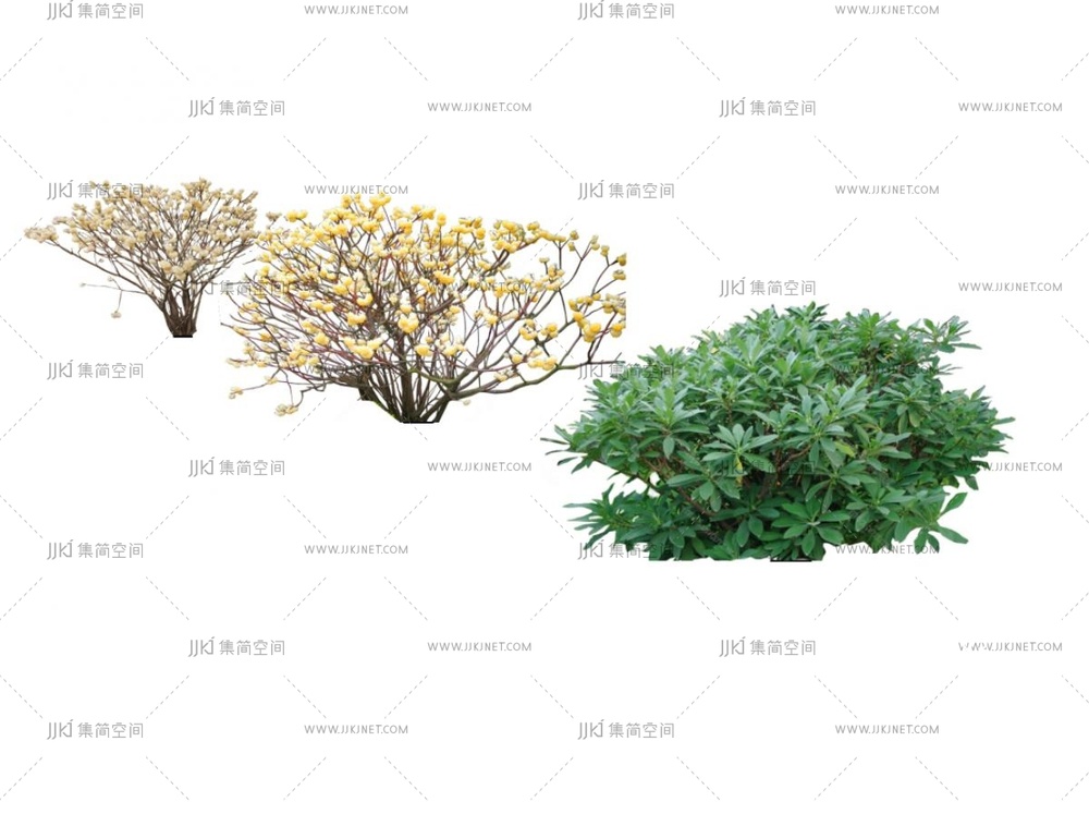 植物组合_结香_灌木_球_庭院植物SU模型