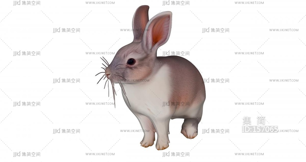 灰色的可爱的小兔子