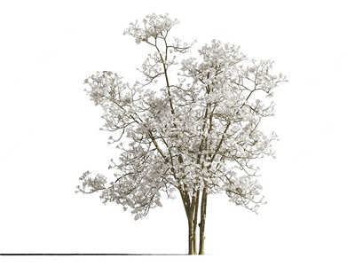 11-玉兰_迎春花_木兰_玉堂春_景观树街道树园林开花树su模型2