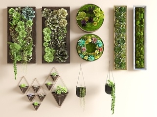 现代挂件_植物墙饰墙绘_多肉挂件_植物挂件_植物墙_苔藓墙SU模型