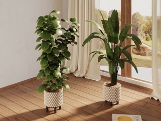 盆栽_现代植物盆栽SU模型