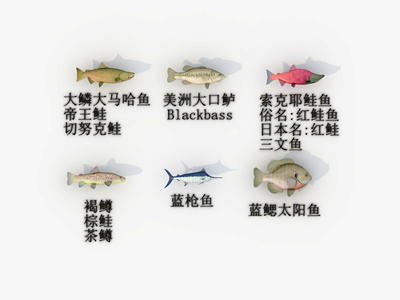 六种海鱼3D模型