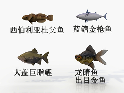 四种海鱼，金枪鱼