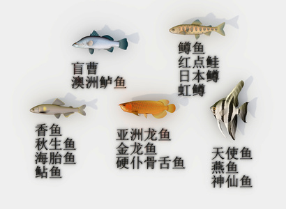 五种海鱼，海鱼,鱼，金龙鱼