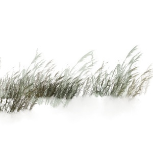 04-免抠植物芦苇贴图