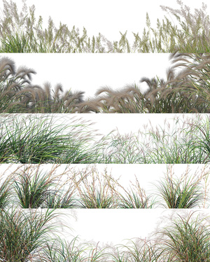 草丛草地观赏带植物组合_免抠贴图