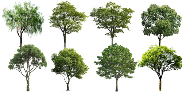 景观香樟柳树榕树乔木免抠贴图