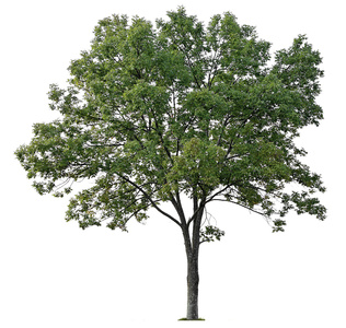 免抠白蜡植物立面图贴图