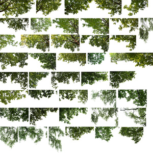 免抠春夏吊脚树前景贴图