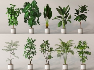 盆栽_植物_落地植物_绿植盆栽SU模型