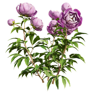 现代牡丹花玫瑰花3D模型