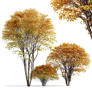现代景观树_大树_秋天的树3D模型